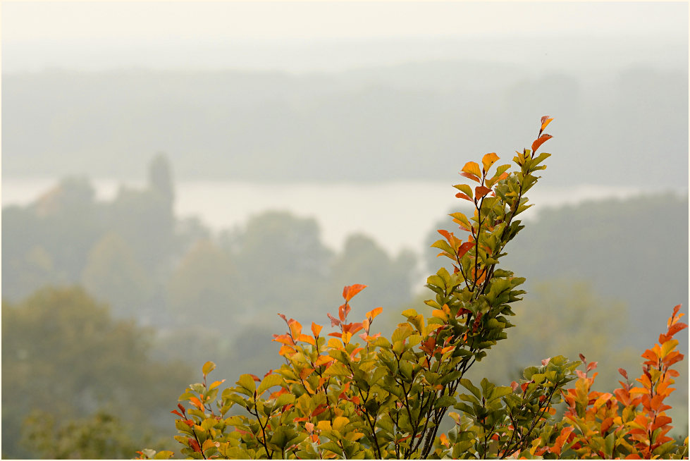 Krickenbecker Seen im Herbst, Naturpark Maas-Schwalm-Nette
