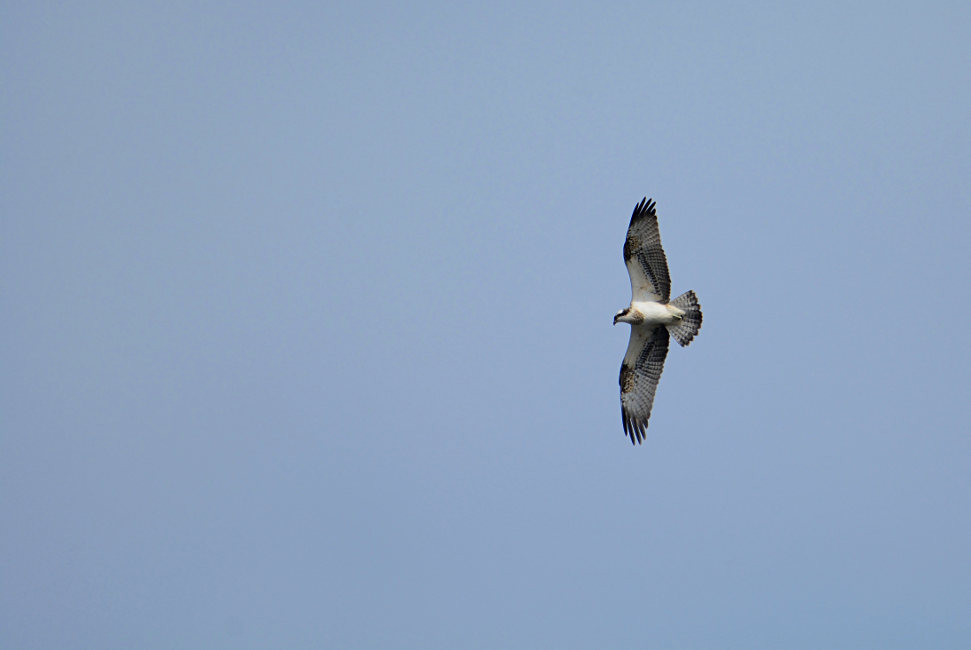 Fischadler Krickenbecker See, Naturpark Maas-Schwalm-Nette