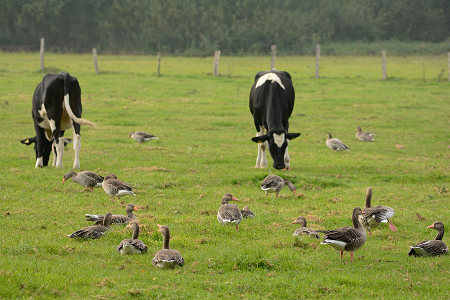 vergrößern