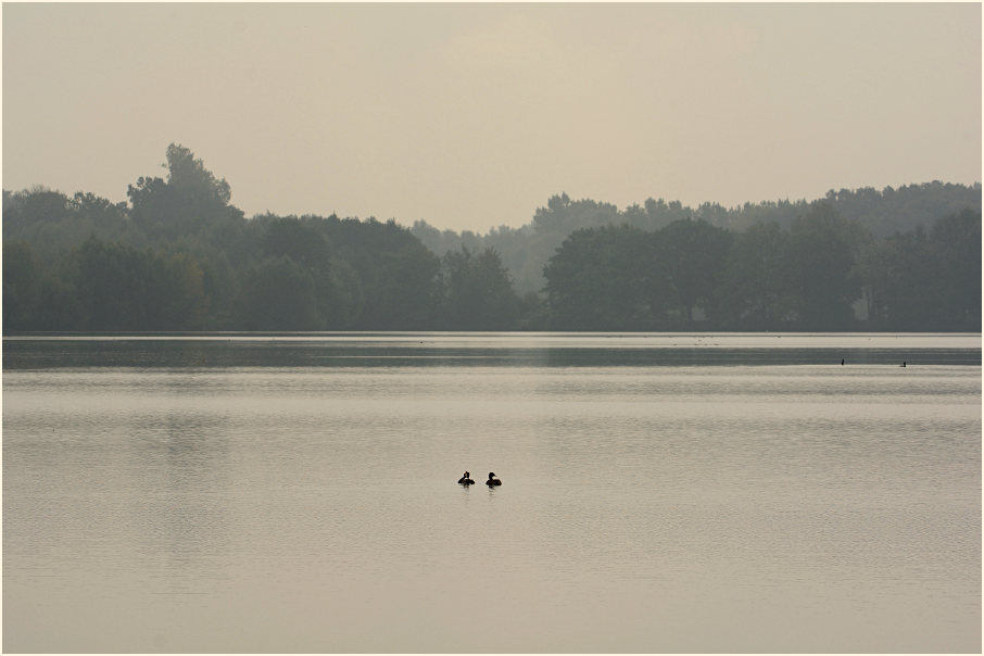 De Wittsee im Nebel, Naturpark Maas-Schwalm-Nette
