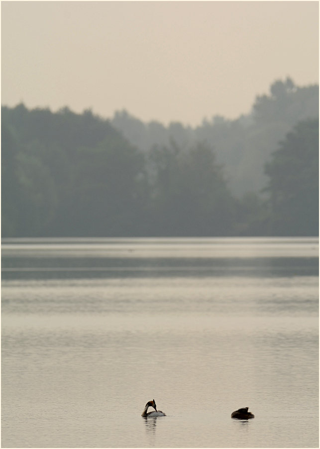 De Wittsee im Nebel, Naturpark Maas-Schwalm-Nette
