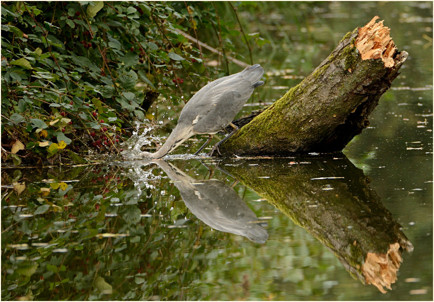 Graureiher an der Nette, Naturpark Maas-Schwalm-Nette