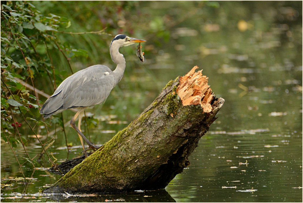 Graureiher an der Nette, Naturpark Maas-Schwalm-Nette