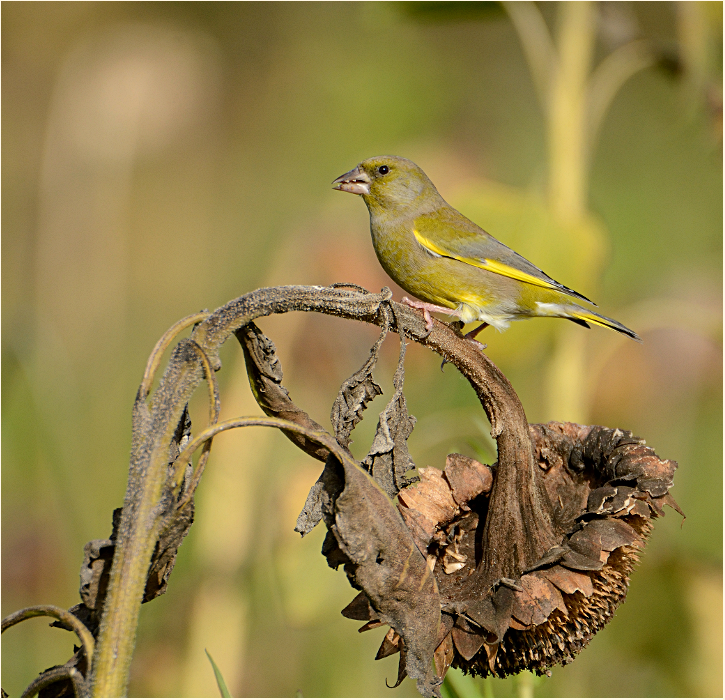 Grünfink, Naturpark Maas-Schwalm-Nette