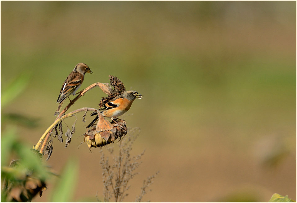 Bergfink, Naturpark Maas-Schwalm-Nette