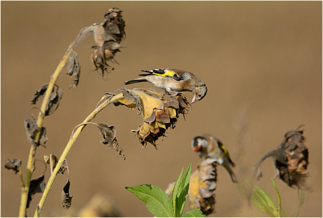 Distelfink, Naturpark Maas-Schwalm-Nette