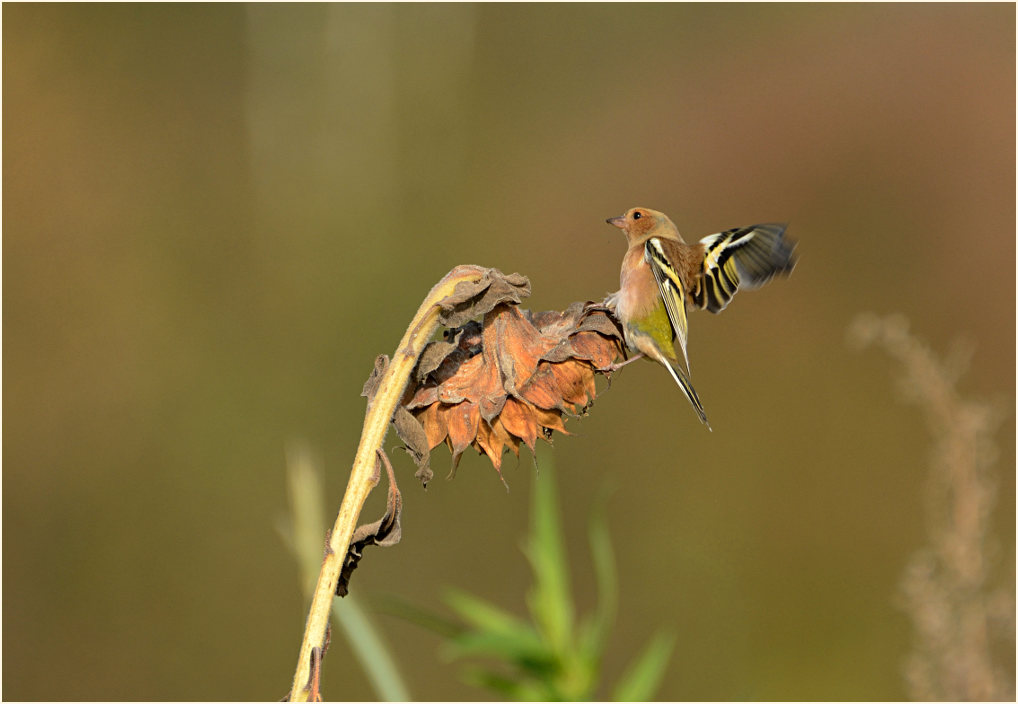 Buchfink, Naturpark Maas-Schwalm-Nette