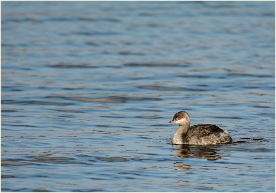 Ohrentaucher Krickenbecker Seen, Naturpark Maas-Schwalm-Nette