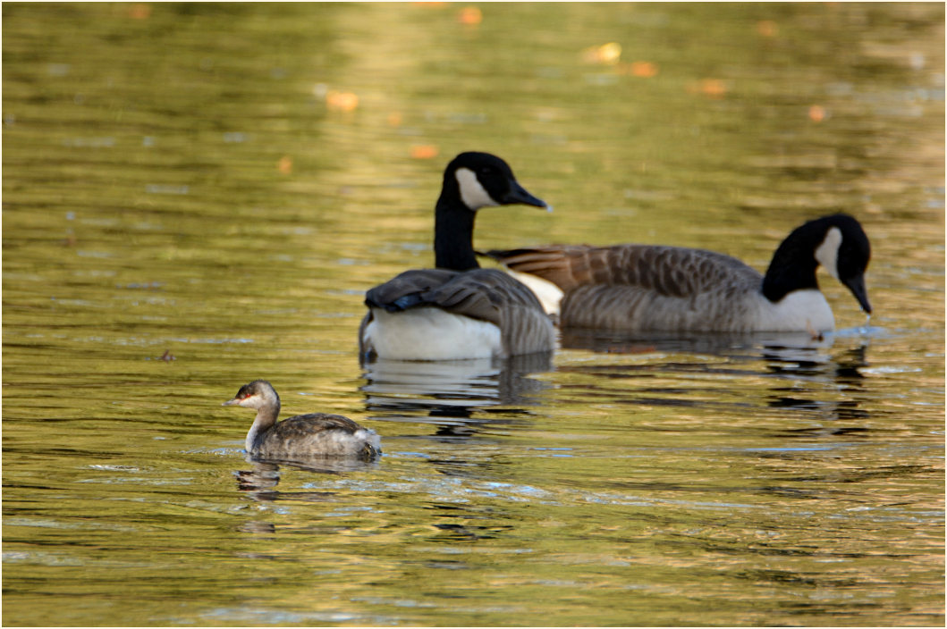 Ohrentaucher und Kanadag&auml;nse Krickenbecker Seen, Naturpark Maas-Schwalm-Nette