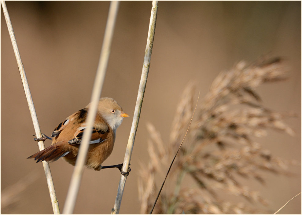 Bartmeise Rohrdommelprojekt, Naturpark Maas-Schwalm-Nette