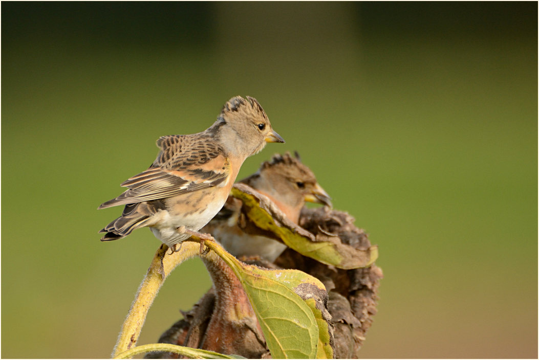 Bergfink, Naturpark Maas-Schwalm-Nette