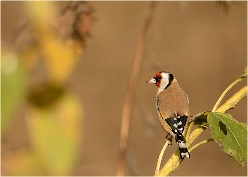 Distelfink, Naturpark Maas-Schwalm-Nette