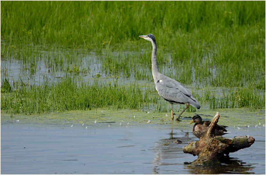 Graureiher Rohrdommelprojekt, Naturpark Maas-Schwalm-Nette