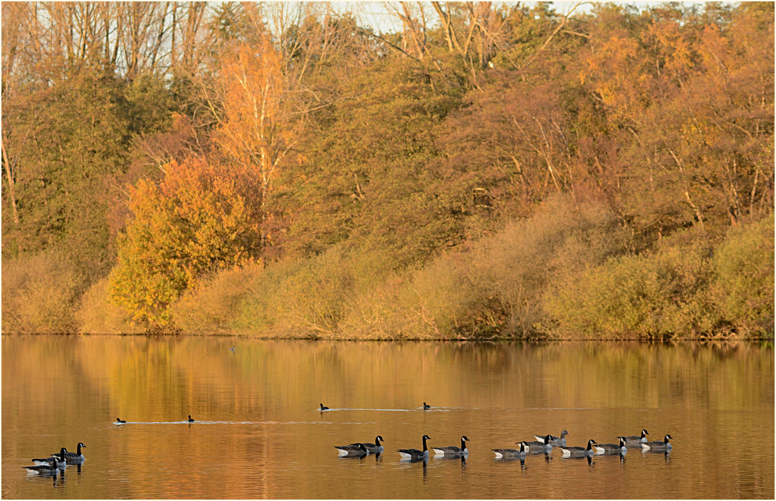 Abendstimmung De Wittsee, Naturpark Maas-Schwalm-Nette