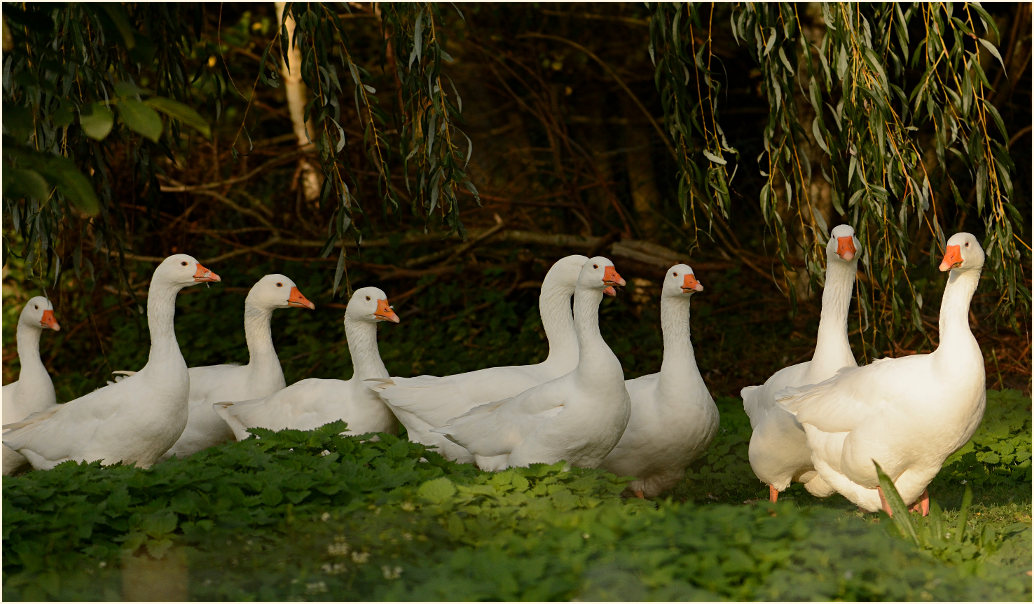 Hausg&auml;nse, Naturpark Maas-Schwalm-Nette