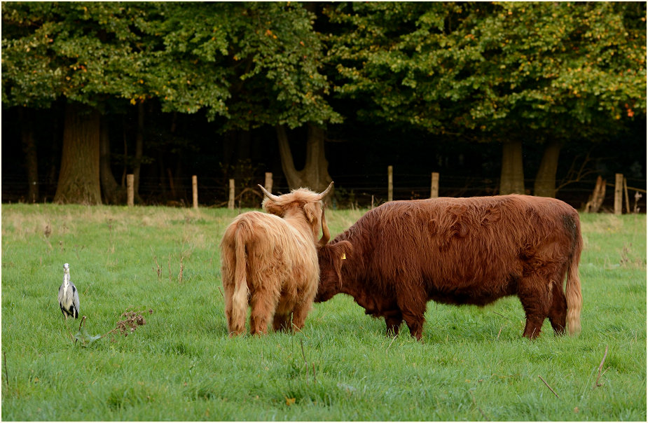 Schottische Hochlandrinder, Naturpark Maas-Schwalm-Nette