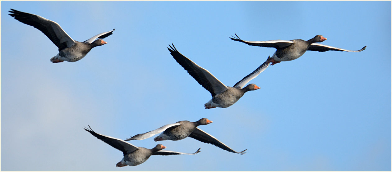 Graug&auml;nse Krickenbecker See, Naturpark Maas-Schwalm-Nette
