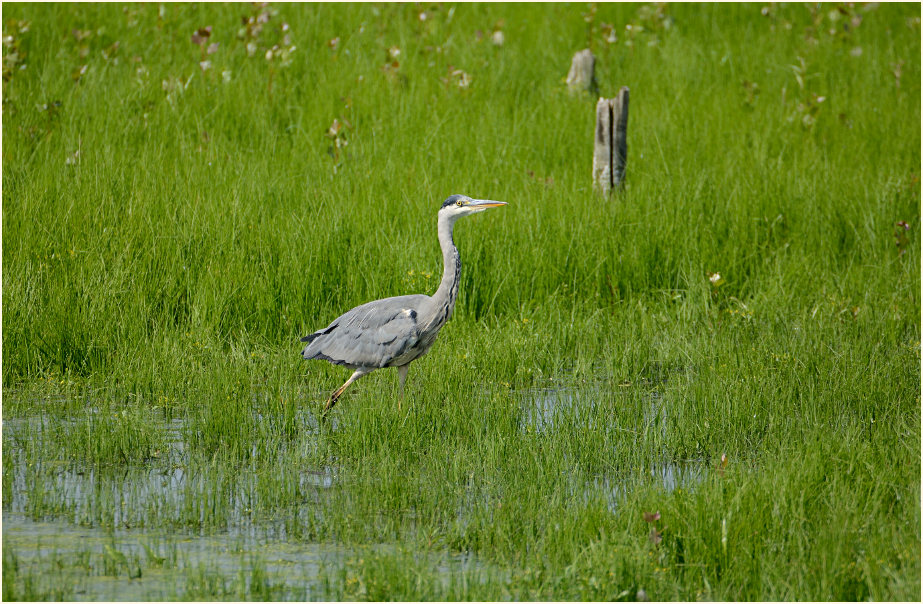 Graureiher Rohrdommelprojekt, Naturpark Maas-Schwalm-Nette
