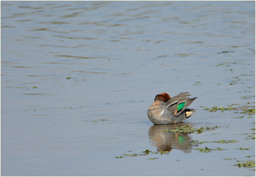 Carolinakrickente (Anas carolinensis)