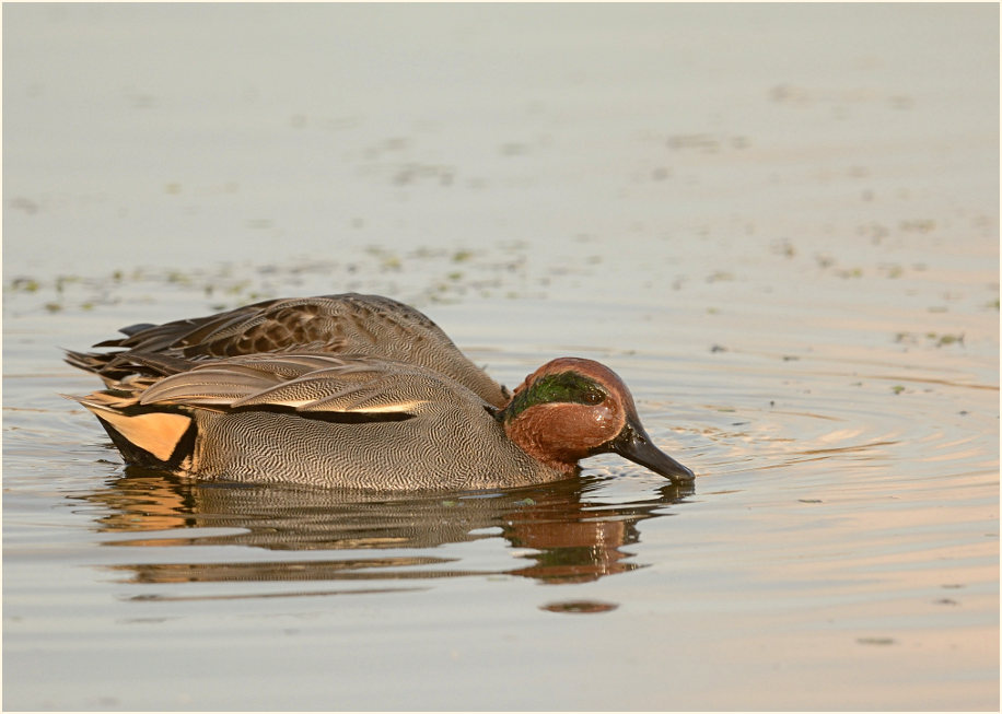 Krickente (Anas crecca)