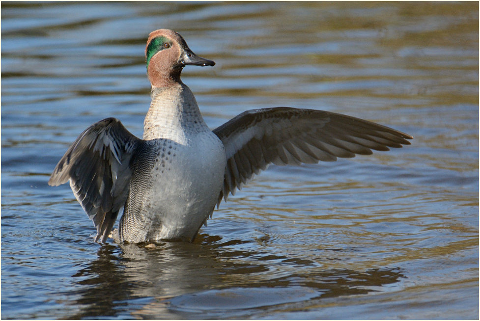 Krickente (Anas crecca)