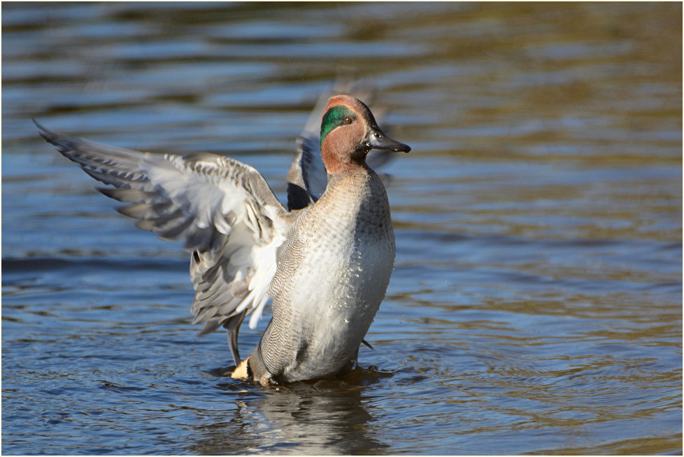 Krickente (Anas crecca)
