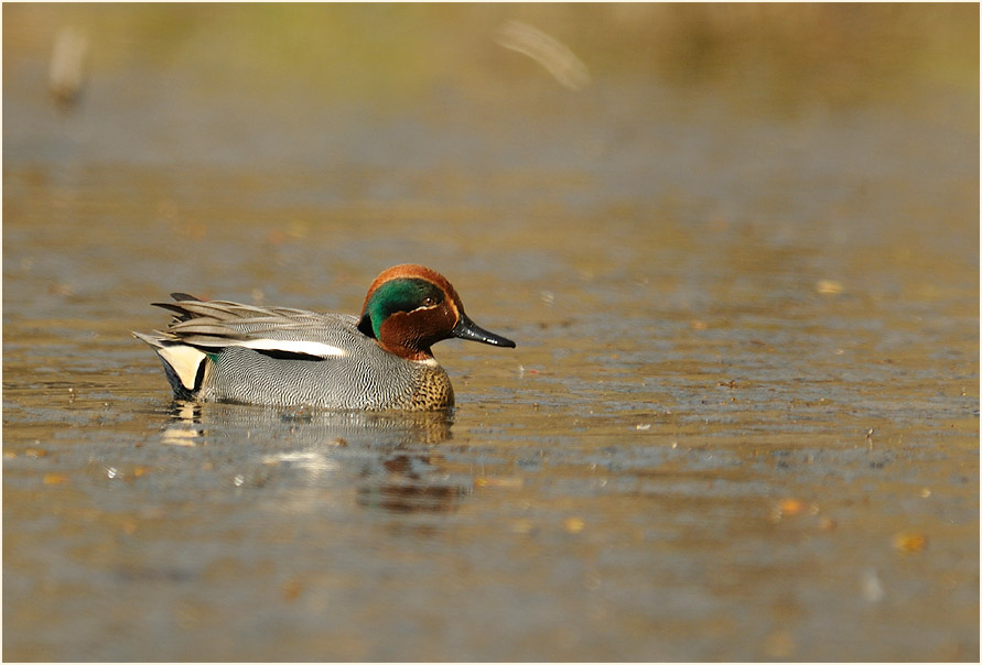 Krickente (Anas crecca)