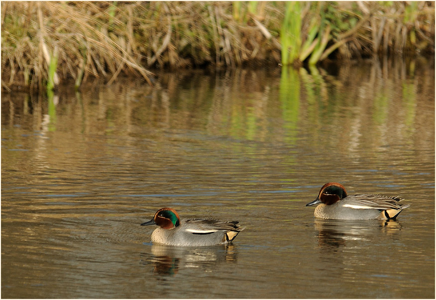 Krickente (Anas crecca)