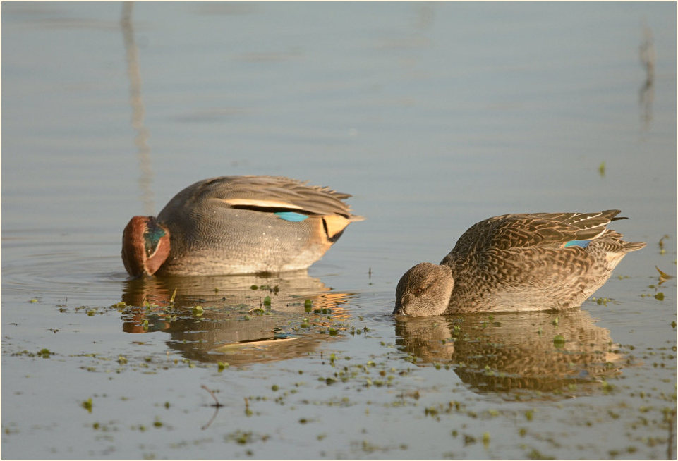 Krickente (Anas crecca)