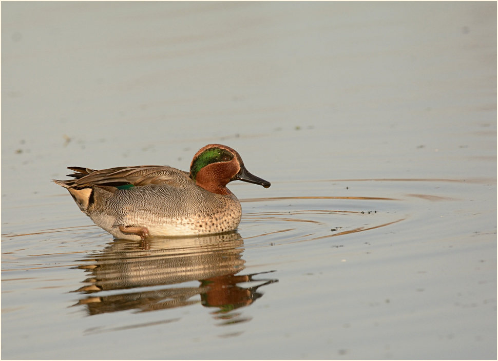Krickente (Anas crecca)
