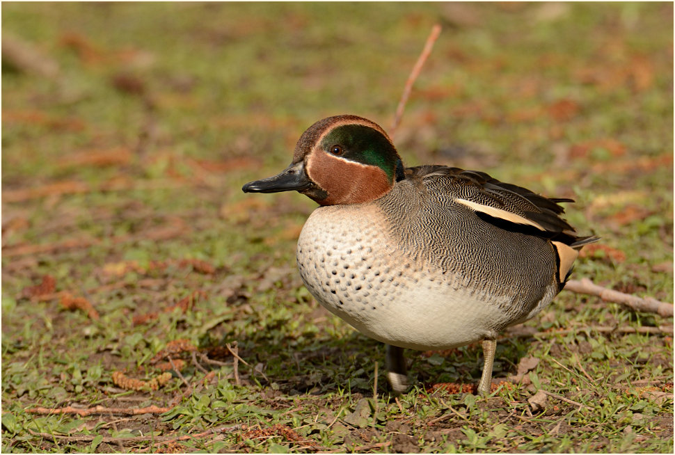 Krickente (Anas crecca)