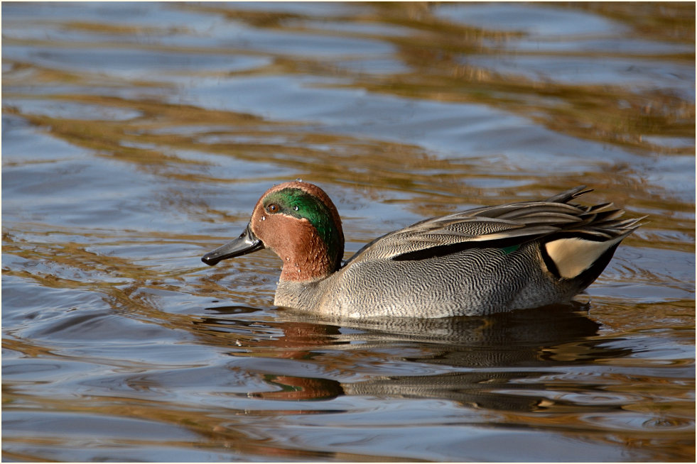 Krickente (Anas crecca)