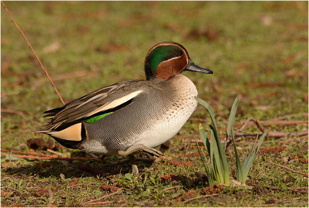 Krickente (Anas crecca)