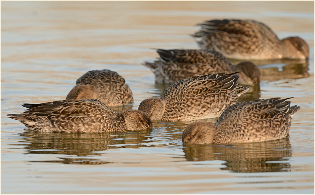 Krickente (Anas crecca)