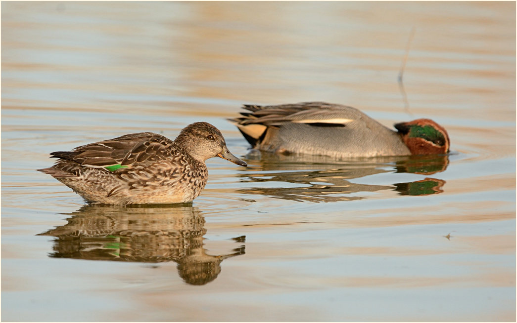 Krickente (Anas crecca)