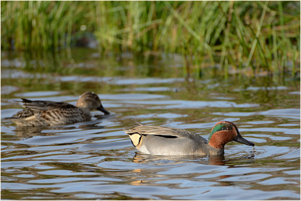 Krickente (Anas crecca)