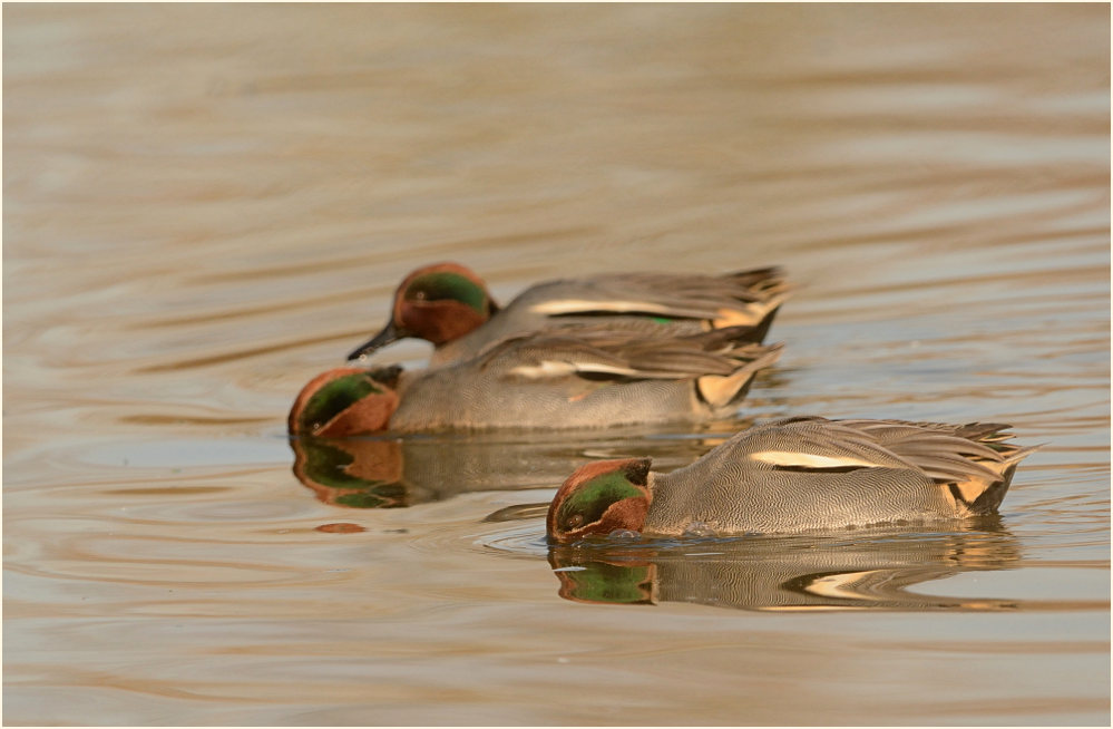 Krickente (Anas crecca)