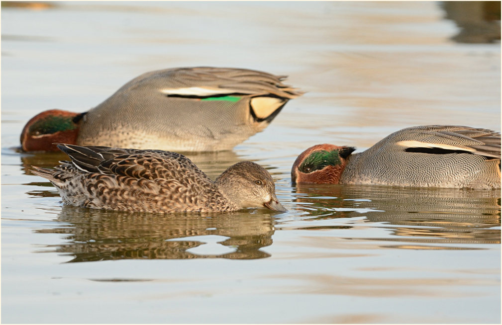 Krickente (Anas crecca)