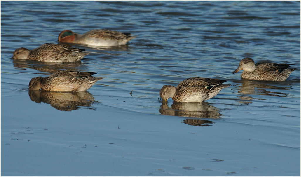 Krickente (Anas crecca)