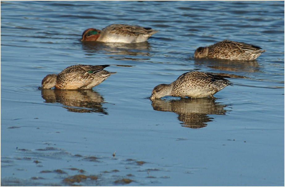 Krickente (Anas crecca)