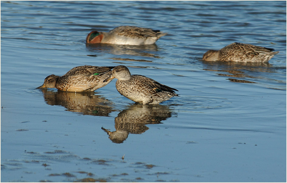 Krickente (Anas crecca)