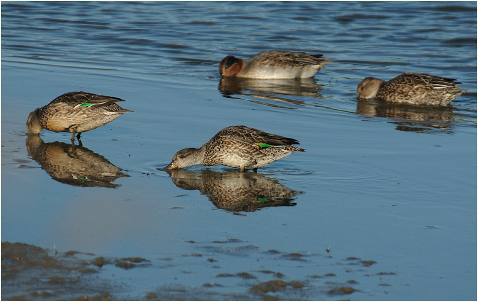 Krickente (Anas crecca)