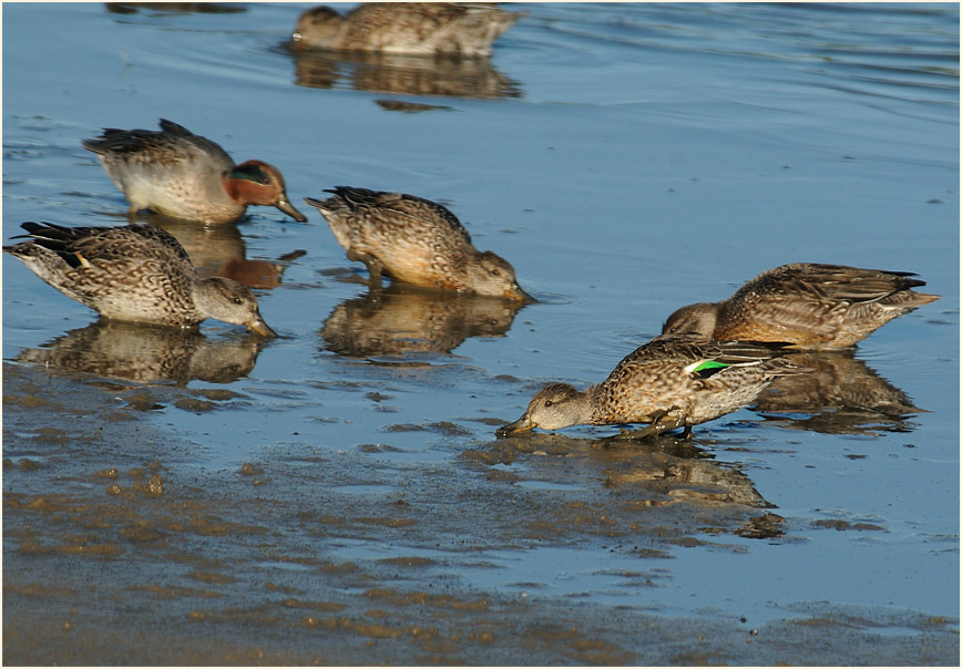 Krickente (Anas crecca)