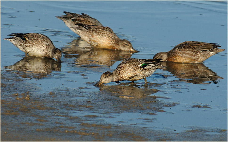 Krickente (Anas crecca)