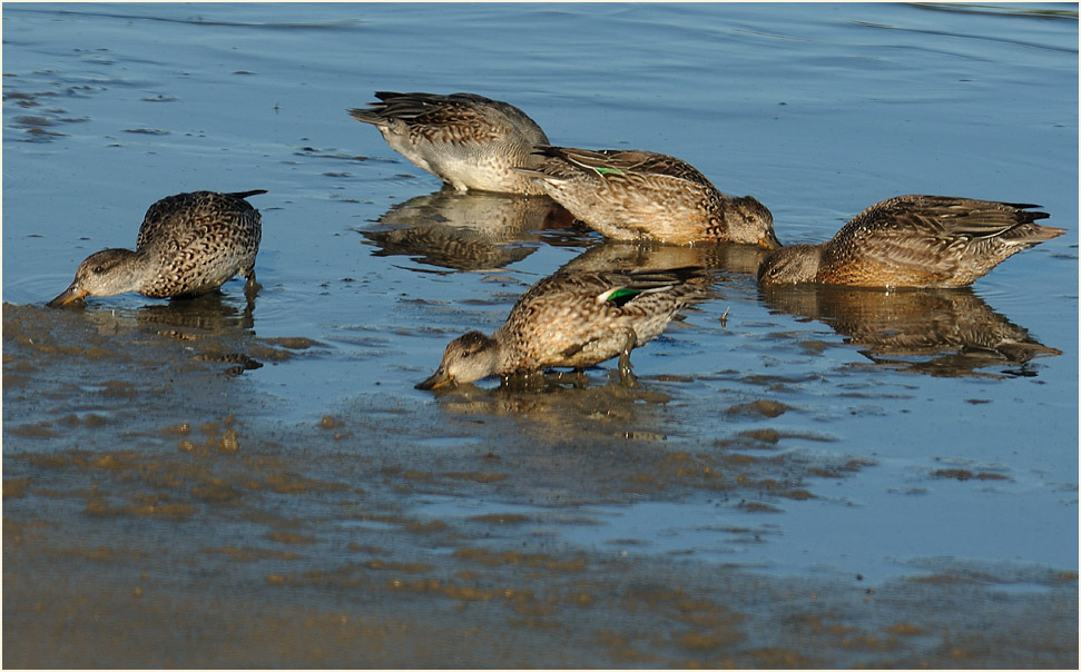 Krickente (Anas crecca)