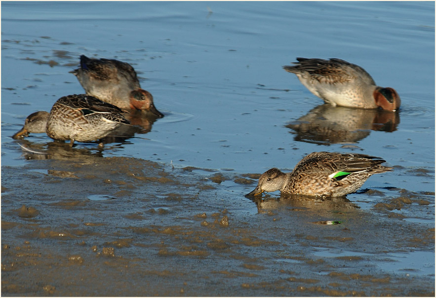 Krickente (Anas crecca)
