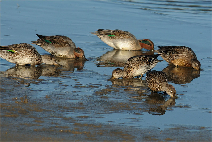Krickente (Anas crecca)
