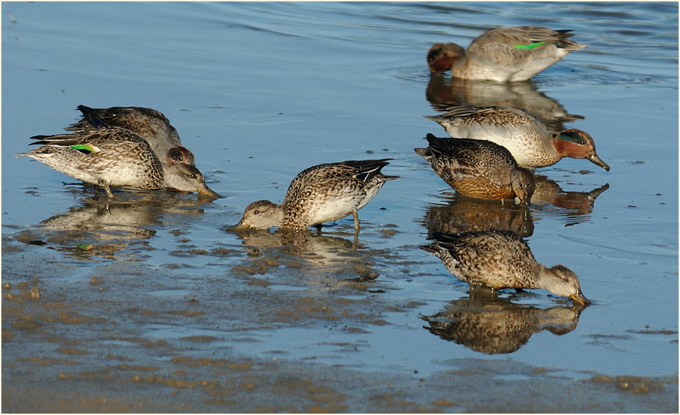 Krickente (Anas crecca)