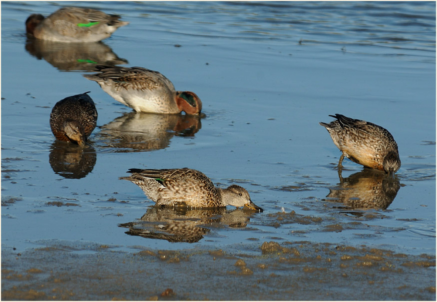 Krickente (Anas crecca)