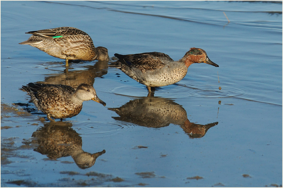 Krickente (Anas crecca)